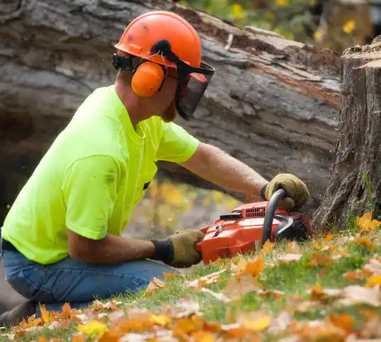 tree services Fort Totten